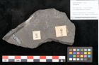 Foto (Objekt + Etikett) von Adiantites sp. (NHMW-GEO-2024-0188-10481)